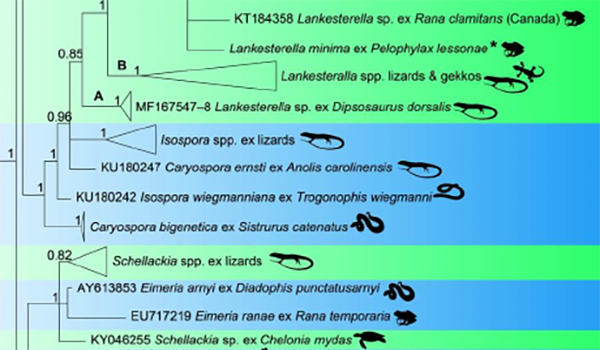 Phylogenetic tree image