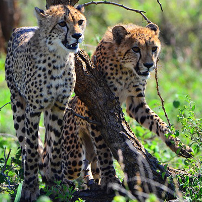 Photo of cheetahs by angiemit4 for Pixabay
