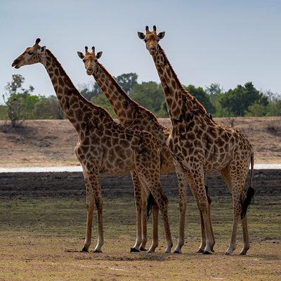 Photo of giraffes by Michael Luenen