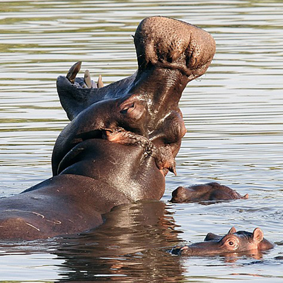 Photo of hippos bathing by Denis Doukhan for Pixabay
