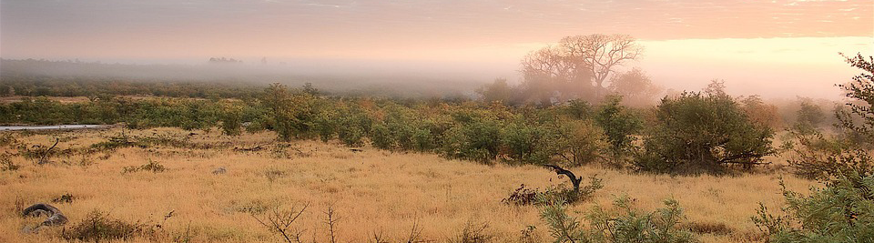 Kruger National Park image by Lee Chandler on Pixabay