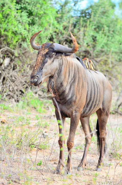 Wildebeest by angiemit4 for Pixabay