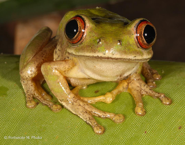 Natal Tree Frog