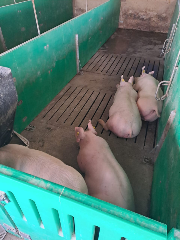 Pigs