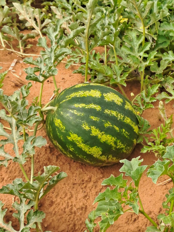 Watermelon